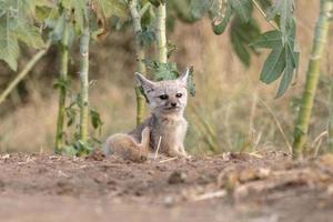 pups av bengal räv eller vulpes bengalensis observerats nära nalsarovar i gujarat foto