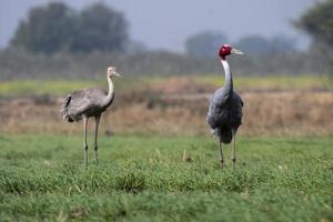 sarus kran eller antigon antigon observerats nära nalsarovar i gujarat, Indien foto