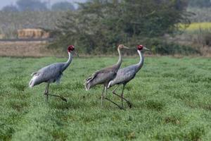 sarus kran eller antigon antigon observerats nära nalsarovar i gujarat, Indien foto