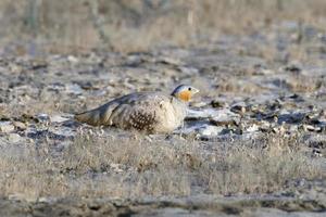 fick syn på sandripa eller pterocles senegallus observerats i rann av kutch i gujarat foto