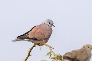 röd krage duva eller streptopelia tranquebarica observerats nära nalsarovar, Indien foto