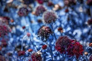 skön abstrakt blå äng på en sommar dag med röd blommor foto