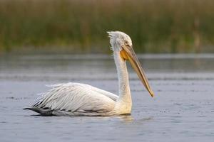 dalmatian pelikan eller pelecanus crispus, observerats i nalsarovar i gujarat, Indien foto