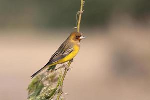 rödhårig flaggväv eller emberiza bruniceps observerats nära nalsarovar i gujarat foto