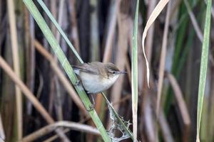 paddyfield sångare eller acrocephalus agricola observerats på nalsarovar i gujarat foto