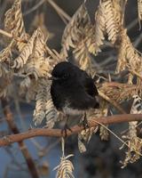 pied buske chatt eller saxicola caprata observerats nära nalsarovar i gujarat, Indien foto