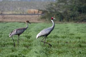 sarus kran eller antigon antigon observerats nära nalsarovar i gujarat, Indien foto