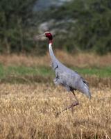 sarus kran eller antigon antigon observerats nära nalsarovar i gujarat, Indien foto