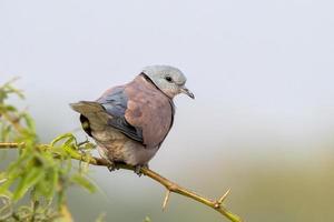 röd krage duva eller streptopelia tranquebarica observerats nära nalsarovar, Indien foto