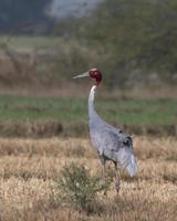 sarus kran eller antigon antigon observerats nära nalsarovar i gujarat, Indien foto