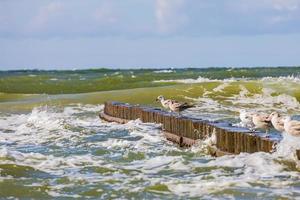 seagulls Sammanträde på en trä- vågbrytare på en värma solig sommar dag på de strand av de baltic hav foto