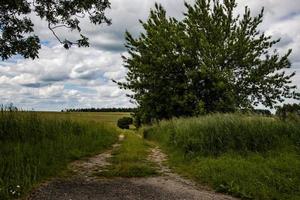 landskap smal smuts väg bland grön träd foto