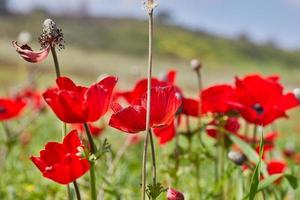 vild röd anemon blommor blooms närbild i vår. öken- av de negev. sydlig israel. foto