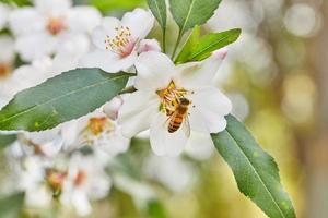 mandel blommor närbild. blommande grenar av ett mandel träd i ett fruktträdgård. de bi samlar nektar och pollinerar blommande träd tidigt vår foto