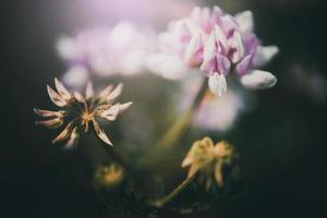 fält blomma i en äng på en grön bakgrund på en värma sommar dag foto