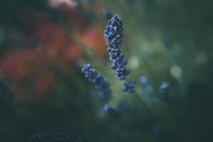 lavendel- blommor i de trädgård på grön bakgrund foto