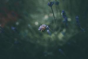 lavendel- blommor i de trädgård på grön bakgrund foto