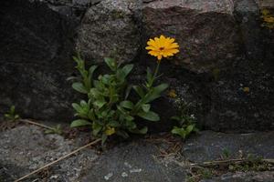 orange blomma på en mörk bakgrund i de trädgård i närbild foto