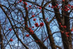 stänga upp se av framväxande blomma blommar på en röd lönn träd acer rubrum i vår foto