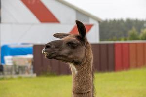 huvud porträtt av en brun lama utomhus foto