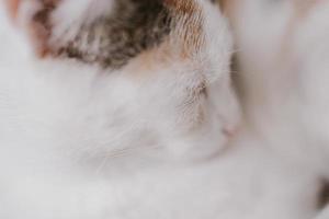 söt liten vit röd sovande katt i närbild foto