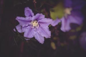 clematis blomma i de trädgård i närbild foto