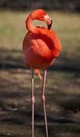 rosa flamingo står i natur, vild fågel foto