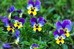 blå fikus blommor eller heartsease altfiol tricolor i sommar trädgård foto