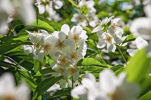 vit falsk orange blommor bakgrundsbelyst med solljus, trädgård schersmin philadelphus coronarius i mitten sommar blomma foto