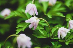 trä anemon blommor i de skog - anemon nemorosa foto