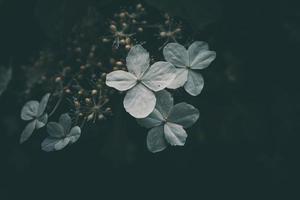 vit små blomma på de buske i de trädgård foto