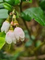 vit blommande buske av skog bär foto