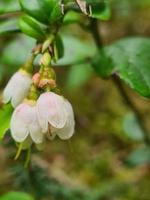 vit blommande buske av skog bär foto