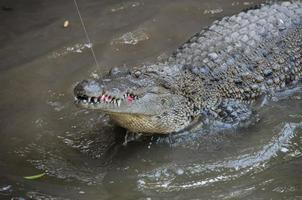 alligator i vatten foto