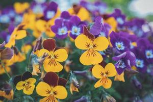 bakgrund med vår färgad pansies i närbild foto