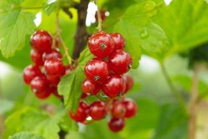 närbild mogen röd vinbär, ribes rubrum i hemlagad trädgård. färsk knippa av naturlig frukt växande på gren på odla. organisk jordbruk, friska mat, natur begrepp. foto