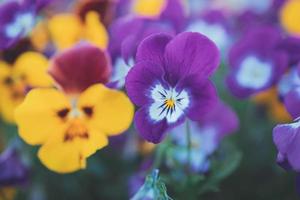 bakgrund med vår färgad pansies i närbild foto