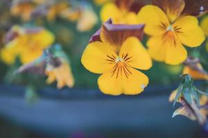 bakgrund med vår färgad pansies i närbild foto