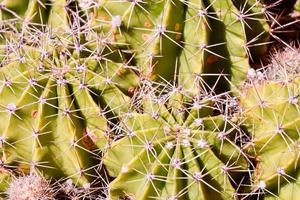 kaktus på nära håll foto