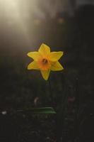 gul påsklilja i de vår trädgård i närbild foto