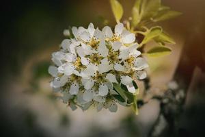vit blommor av en frukt träd blomstrande i vår foto