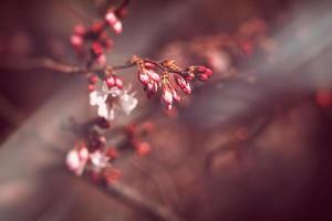 vår träd blomning i rosa i närbild utomhus i de värma solsken foto