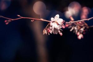 vår träd blomning i rosa i närbild utomhus i de värma solsken foto