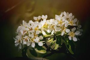 vit blommor av en frukt träd blomstrande i vår foto