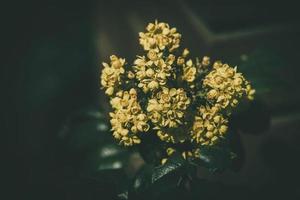 gul vår blomma mot de bakgrund av grön löv i de värma eftermiddag Sol foto