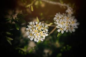 vit blommor av en frukt träd blomstrande i vår foto