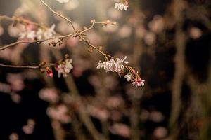 vår träd blomning i rosa i närbild utomhus i de värma solsken foto