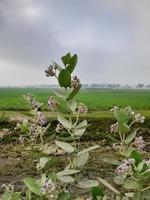 okänd vild blomma på en grön majs fält, Bangladesh, Asien foto