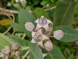 vit okänd vild blomma på en grön buske, Bangladesh, Asien foto