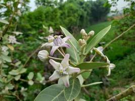 vit okänd vild blomma på en grön buske, Bangladesh, Asien foto